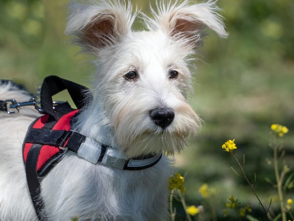 Harnais idéal pour les chiots : la liste des meilleurs harnais